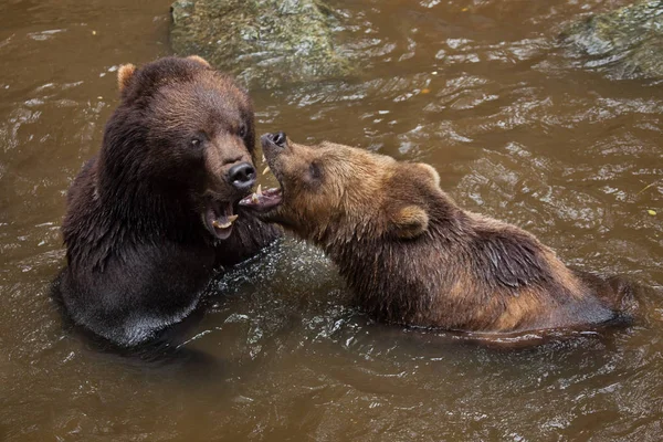 Kamchatka brown bears — Stock Photo, Image