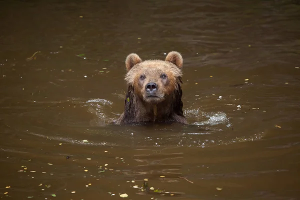 堪察加棕熊 — 图库照片