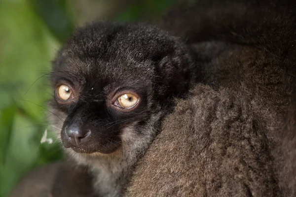 Female white-headed lemur — Stock Photo, Image