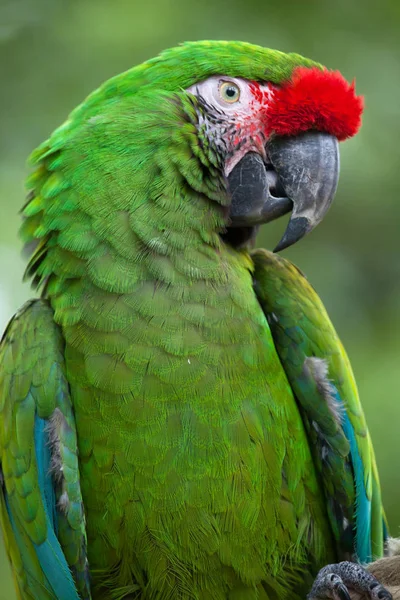 Green military macaw — Stock Photo, Image