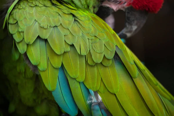 Green military macaw texture — Stock Photo, Image