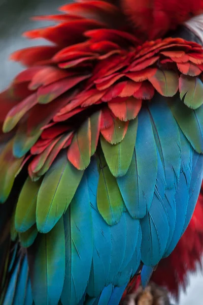 Green-winged macaw texture — Stock Photo, Image