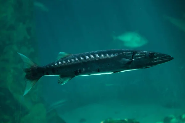 Skvělé barracuda (Sphyraena barracuda) — Stock fotografie