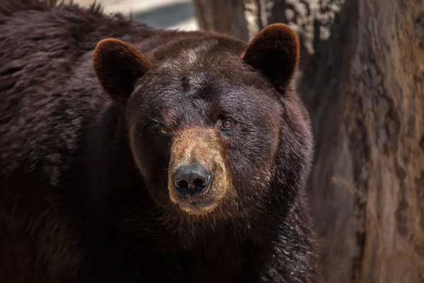 Американский чёрный медведь — стоковое фото