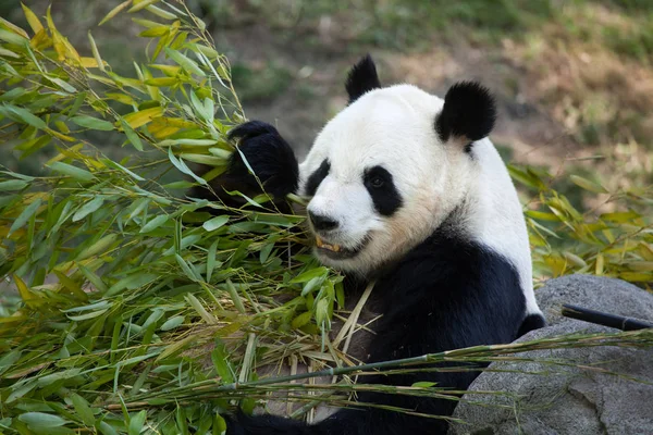 Panda gigante (Ailuropoda melanoleuca ) — Foto Stock