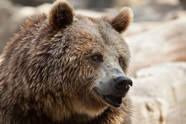 유라시아 브라운 곰 — 스톡 사진