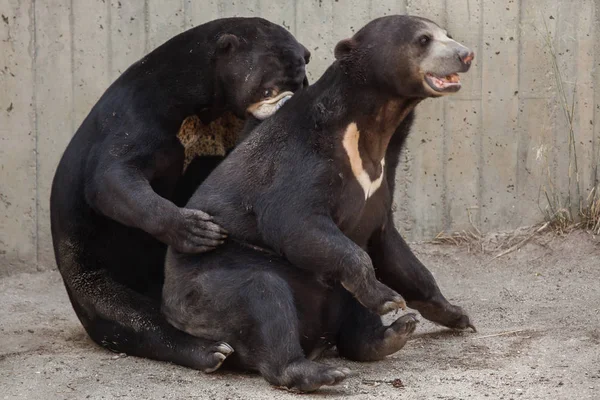 Malayan sun bear — Stock Photo, Image