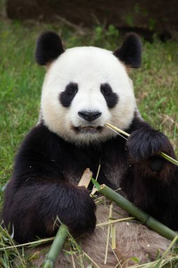 dev panda (ailuropoda melanoleuca).