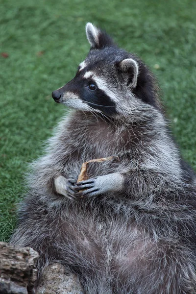 Mapache (Procyon lotor) ) — Foto de Stock