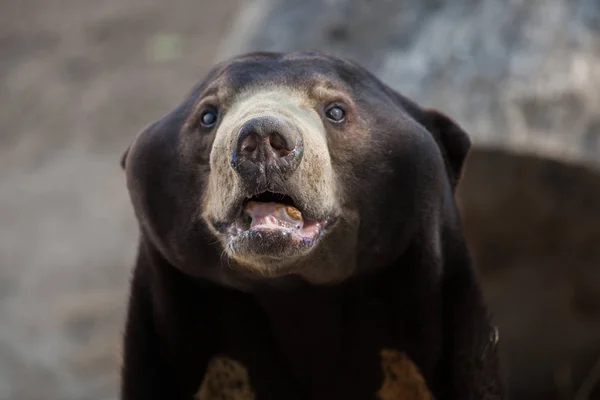 Malaysischer Sonnenbär — Stockfoto