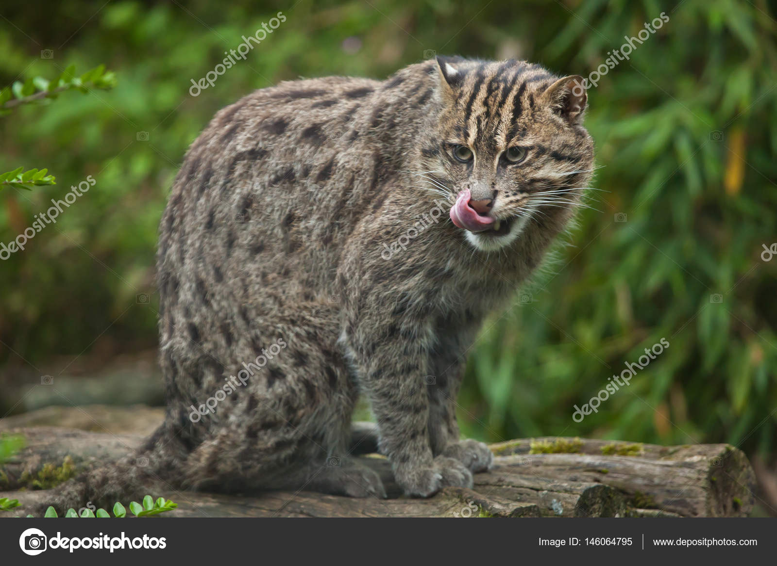 Pictures fishing cats Fishing cat (Prionailurus viverrinus