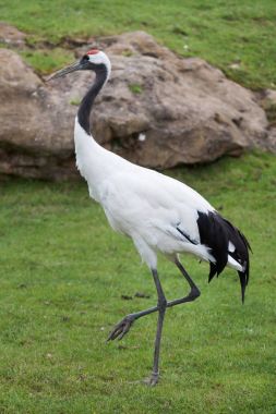 Kırmızı taç vinç (Grus japonensis)