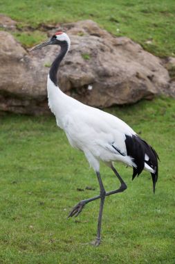 Red-crowned crane (Grus japonensis) clipart