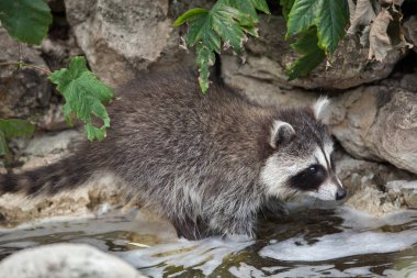 Rakun (Procyon lotor)