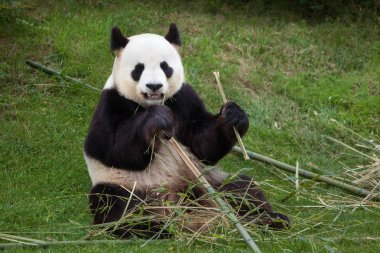 Giant panda (Ailuropoda melanoleuca). clipart