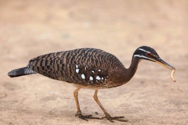 Sunbitttern (Eurypyga helias).