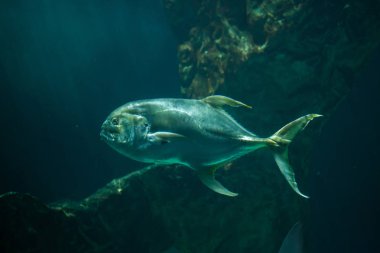 Kocagözlü trevally (Caranx sexfasciatus)
