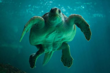 Deniz kaplumbağası (Caretta caretta).