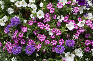 Colorful petunia flowers. clipart