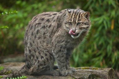balıkçı kedi (Prionailurus viverrinus). 