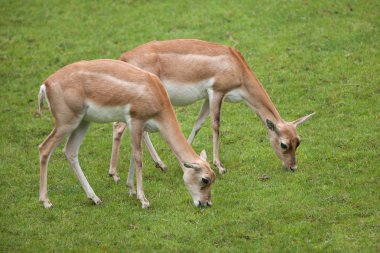 Indian blackbucks (Antilope cervicapra)