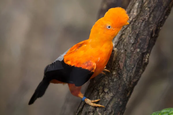 And cock-of-the-rock (Rupicola peruvianus) — Stok fotoğraf