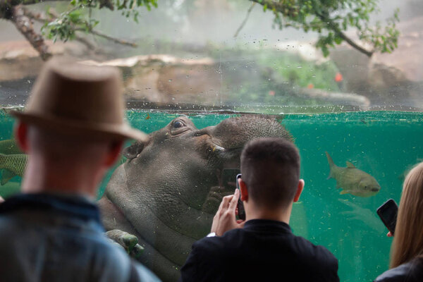 Hippopotamus (Hippopotamus amphibius).