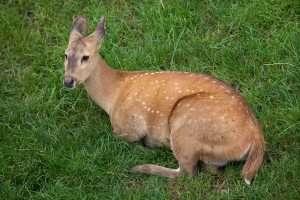 Cervos-da-índia — Fotografia de Stock