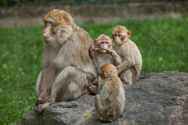 Barbary macaque (Macaca sylvanus)) — 图库照片