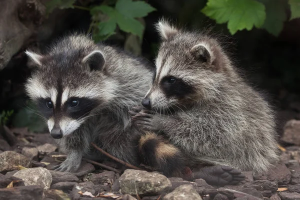 Mapaches (Procyon lotor ) —  Fotos de Stock