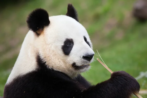 Óriás panda (Óriáspanda melanoleuca). — Stock Fotó