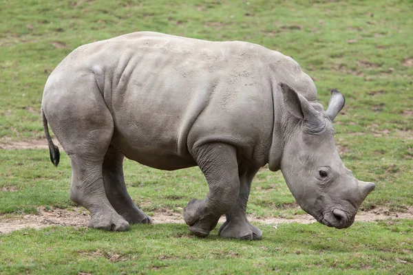 Southern white rhinoceros (Ceratotherium simum). — Stock Photo, Image
