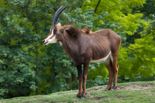 Samur antilop (hippotragus Nijer) — Stok fotoğraf