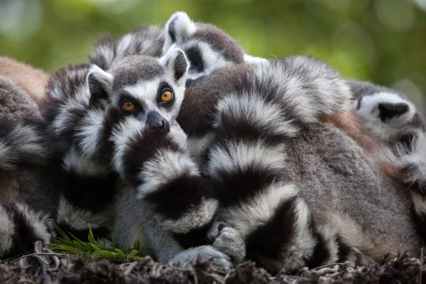 Ring-tailed lemurer — Stockfoto