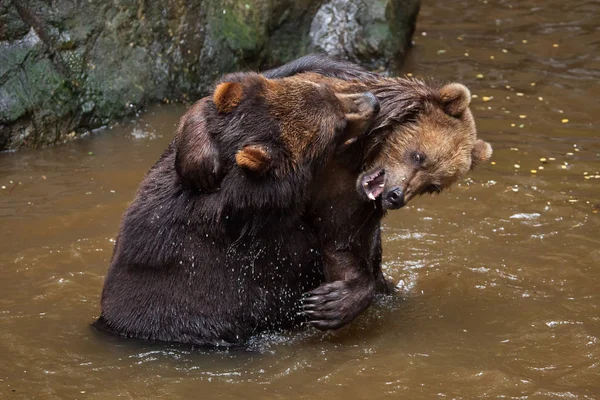 Камчатские бурые медведи — стоковое фото