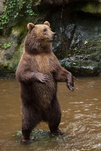 Καμτσάτκα καφέ αρκούδα — Φωτογραφία Αρχείου