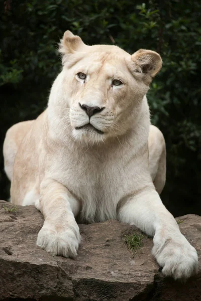 Leone bianco (Panthera leo krugeri ). — Foto Stock