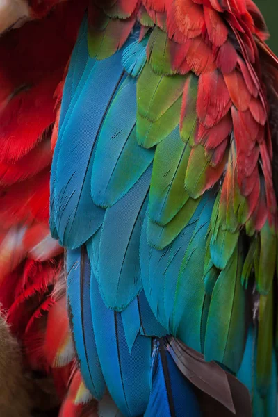 ベニコンゴウインコ (Ara chloropterus) — ストック写真