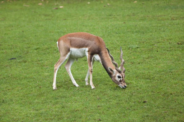 Hint blackbuck (antilop cervicapra)