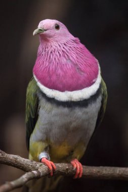 Pembe başlı meyve güvercin
