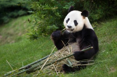 vahşi dev panda