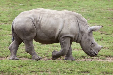Southern white rhinoceros clipart