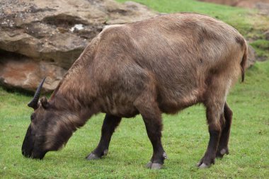 vahşi Mishmi takin