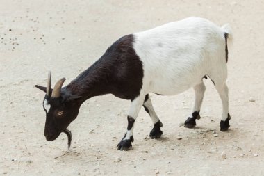 Domestic black and white goat  clipart