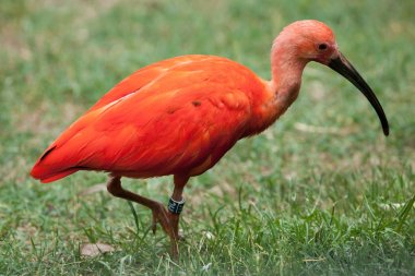vahşi Kızıl aynak