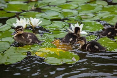 Yaban ördeği ördek yavrusu