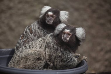 vahşi ortak marmosets