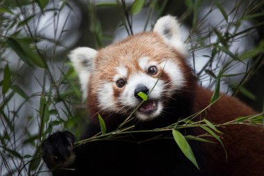 Batı kırmızı panda
