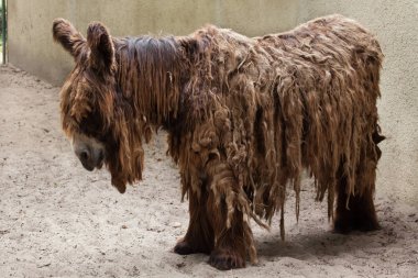 brown Poitou donkey 