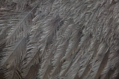 Büyük rhea tüyleri doku.